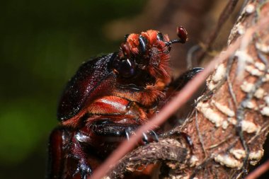 Ormandaki ağaçtaki gergedan böceği. makro