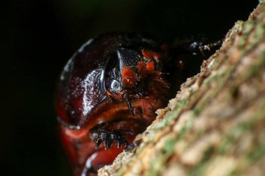 Ormandaki ağaçtaki gergedan böceği. makro