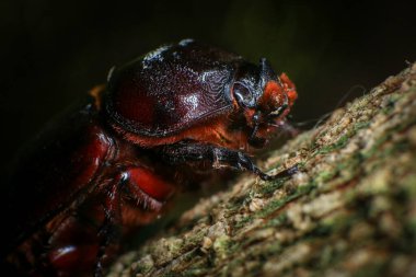 Ormandaki ağaçtaki gergedan böceği. makro