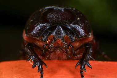 Ormandaki ağaçtaki gergedan böceği. makro