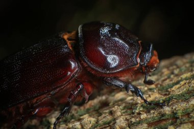 Ormandaki ağaçtaki gergedan böceği. makro