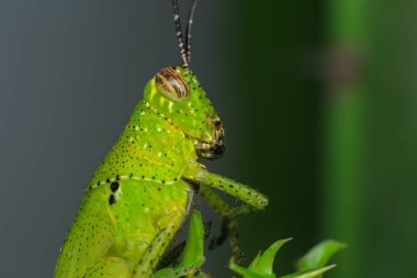 Doğada yeşil yapraklı bir çekirge. makro