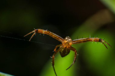 Zıplayan örümcek makrosu doğadaki siyah arka plana yakın çekim yapıyor.