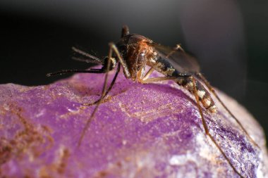 Mor kristal bir kayanın üzerindeki sivrisinek, fotoğrafa yakın çekim.