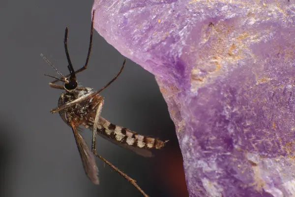 stock image Mosquito on a purple crystal rock, closeup of photo