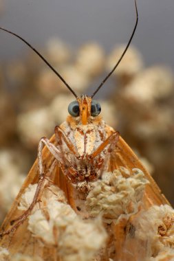 Güve, yağmur ormanındaki bir bitkinin güvesini kapat. Gece kelebeği 