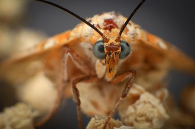 Güve, yağmur ormanındaki bir bitkinin güvesini kapat. Gece kelebeği 