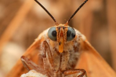 Güve, yağmur ormanındaki bir bitkinin güvesini kapat. Gece kelebeği 
