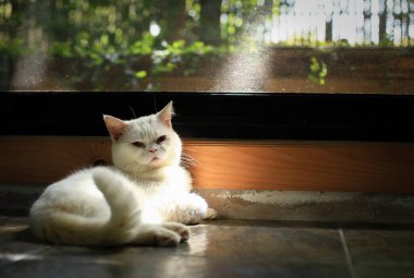 Beyaz kedi ve güzel güneş ışığı