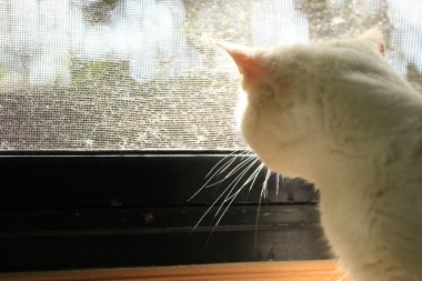 Beyaz kedi ve güzel güneş ışığı