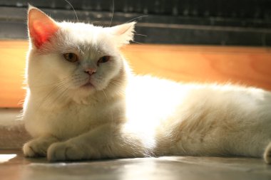 Beyaz kedi ve güzel güneş ışığı
