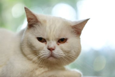 Beyaz kedi ve güzel güneş ışığı