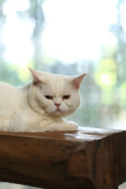 Beyaz kedi ve güzel güneş ışığı