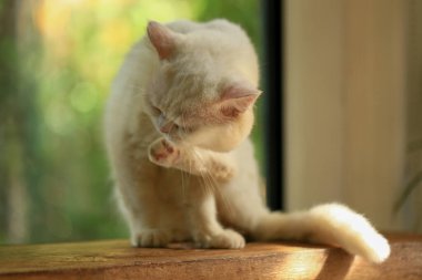 Beyaz kedi ve güzel güneş ışığı