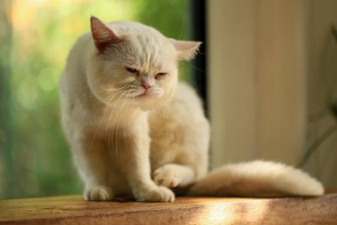 Beyaz kedi ve güzel güneş ışığı