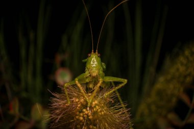 Doğada yeşil yapraklı bir çekirge. makro