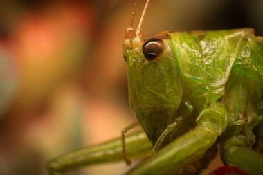 Doğada yeşil yapraklı bir çekirge. makro