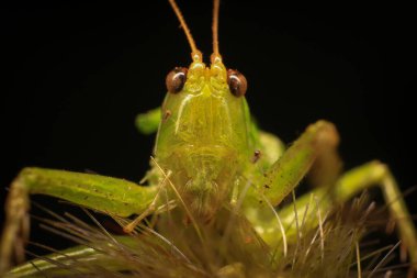 Doğada yeşil yapraklı bir çekirge. makro