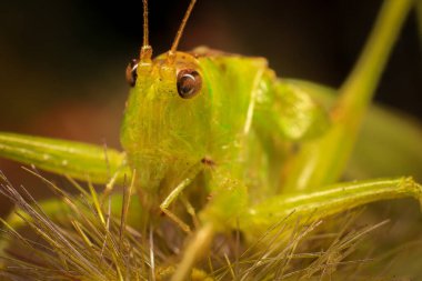 Doğada yeşil yapraklı bir çekirge. makro