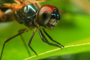  Yusufçuk. Yeşil yapraklı bir yusufçuk..