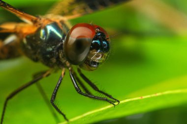  Yusufçuk. Yeşil yapraklı bir yusufçuk..