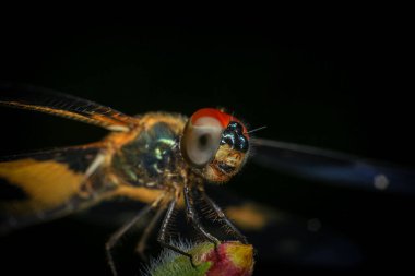 Yusufçuk. Yeşil yapraklı bir yusufçuk..