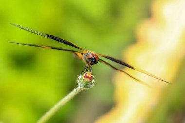  Yusufçuk. Yeşil yapraklı bir yusufçuk..