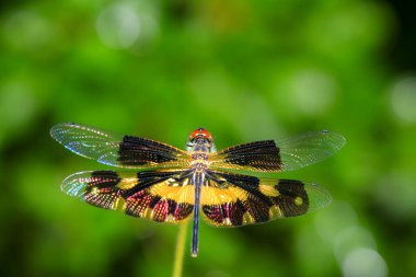  Yusufçuk. Yeşil yapraklı bir yusufçuk..
