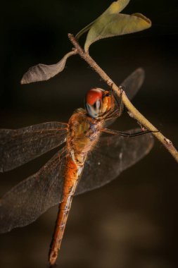  Yusufçuk. Yeşil yapraklı bir yusufçuk..
