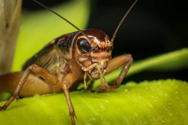 Kriket, yeşil yapraklı cırcır böceği, sopa üstüne cırcır böceği, yağmur mevsiminde 