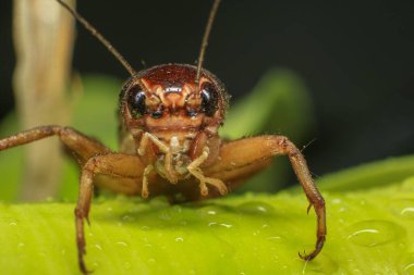 Kriket, yeşil yapraklı cırcır böceği, sopa üstüne cırcır böceği, yağmur mevsiminde 