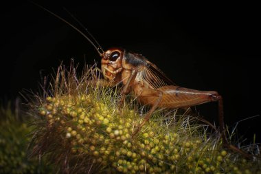 Kriket, yeşil yapraklı cırcır böceği, sopa üstüne cırcır böceği, yağmur mevsiminde 