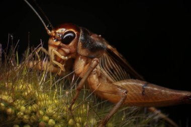 Kriket, yeşil yapraklı cırcır böceği, sopa üstüne cırcır böceği, yağmur mevsiminde 
