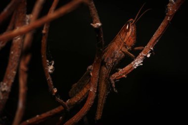 Kriket, yeşil yapraklı cırcır böceği, sopa üstüne cırcır böceği, yağmur mevsiminde 