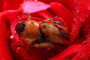 Kırmızı Böcek 'in su damlasıyla gül poleni üzerindeki makro fotoğrafı