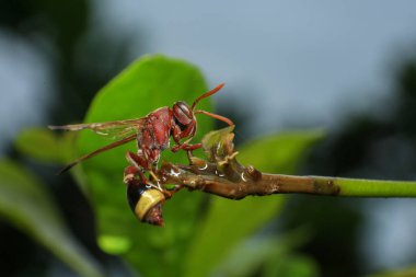 Yeşil yaprağın üzerinde kırmızı bir eşek arısı.