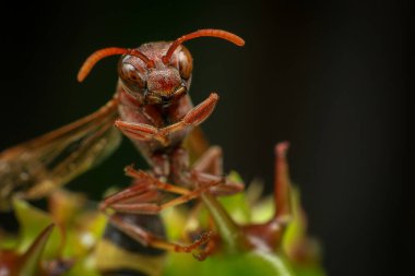 Yeşil yaprağın üzerinde kırmızı bir eşek arısı.