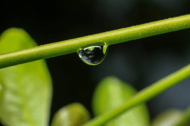 Yağmurlu bir bahçedeki bir dalın üzerindeki çiğ damlalarının yakınına