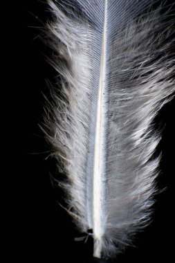 Koyu siyah bir arkaplana karşı Tek Tüy 'ün Yakın Çekimi. 