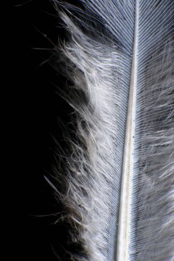 Koyu siyah bir arkaplana karşı Tek Tüy 'ün Yakın Çekimi. 