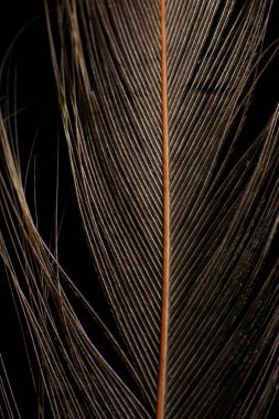 Koyu siyah bir arkaplana karşı Tek Tüy 'ün Yakın Çekimi. 