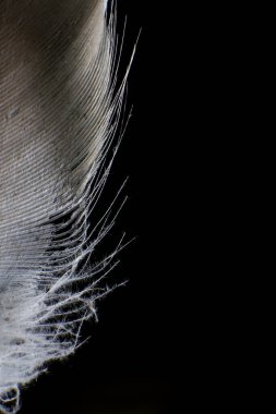 Koyu siyah bir arkaplana karşı Tek Tüy 'ün Yakın Çekimi. 