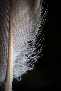 Koyu siyah bir arkaplana karşı Tek Tüy 'ün Yakın Çekimi. 