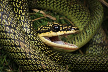 Yeşil yılana yakın çekim, Altın Ağaç Yılanı (Chrysopelea ornata) doğada