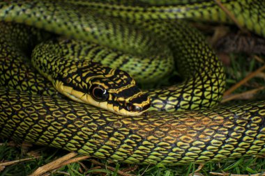 Yeşil yılana yakın çekim, Altın Ağaç Yılanı (Chrysopelea ornata) doğada