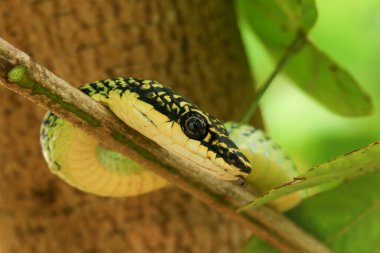 Yeşil yılana yakın çekim, Altın Ağaç Yılanı (Chrysopelea ornata) doğada