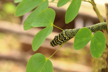 Yeşil yılana yakın çekim, Altın Ağaç Yılanı (Chrysopelea ornata) doğada