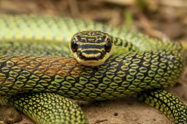 Yeşil yılana yakın çekim, Altın Ağaç Yılanı (Chrysopelea ornata) doğada