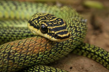 Yeşil yılana yakın çekim, Altın Ağaç Yılanı (Chrysopelea ornata) doğada