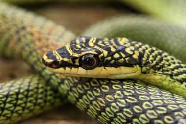 Yeşil yılana yakın çekim, Altın Ağaç Yılanı (Chrysopelea ornata) doğada